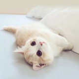 Cat Home.青居