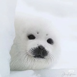 北极豹