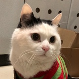 Pan