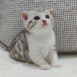 藏