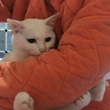 哦大菜呢