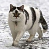 清水猛兽