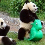 Herbivore