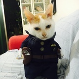 楚楚好焦虑