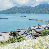 马小芋
