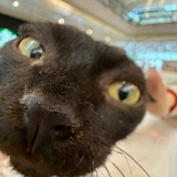 猫响了
