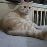 IvyTang