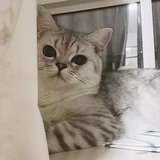 ⁽⁽ଘ糖̌貓̌ଓ⁾⁾🐈