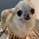 桃桃晚星