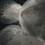 又土金今