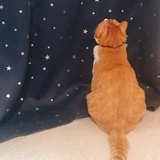 ღ撒旦猫ღ喜欢阿得♨