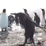 thrdhhd