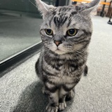 抹茶拿铁
