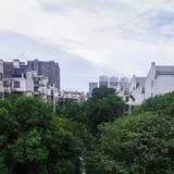 阳光下的菠萝