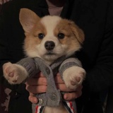 杜不独