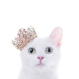 猞猁宝宝。