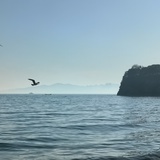 不吃鹅蛋不变鹅