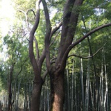 策马奔腾