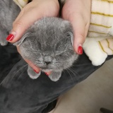 一颗猫头