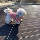 大邱公主崔红薯