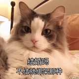 一个奶酪包