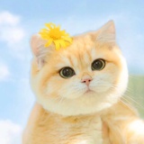 逗猫草