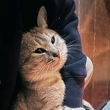 Lin