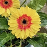 假鼻子原地爆炸