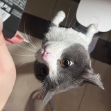 Essie