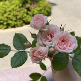那年阳光很好