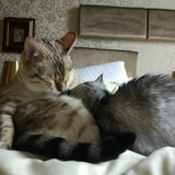绿猫