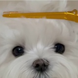 企鹅米索