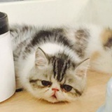 嘟嘟家的大懒猫