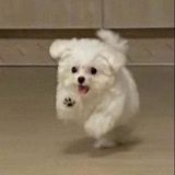 来一只大鸡腿