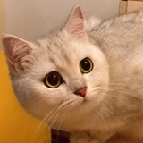 美少女白又白