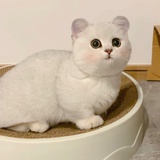 大家好我是喵