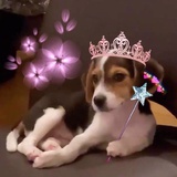 齐美尔说陌生人