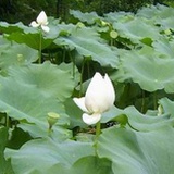 竹翎