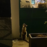 林子同