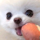 无花果