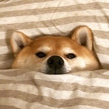 好惨一女