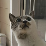 鱿鱼就会败北_