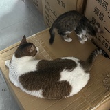 猪肉汉堡
