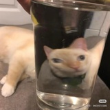 不吐泡