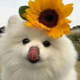 gaoyilu