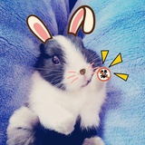 小臭猫baby