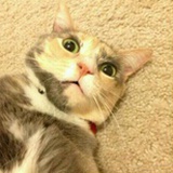 毛乌