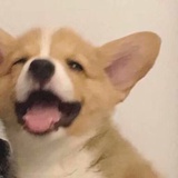 诗上柳