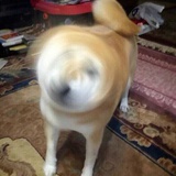 idontgiveashit
