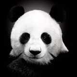 你这个脑子不行